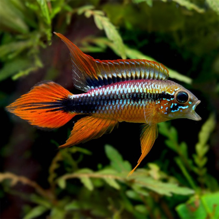 Agassizi Zwergbuntbarsch